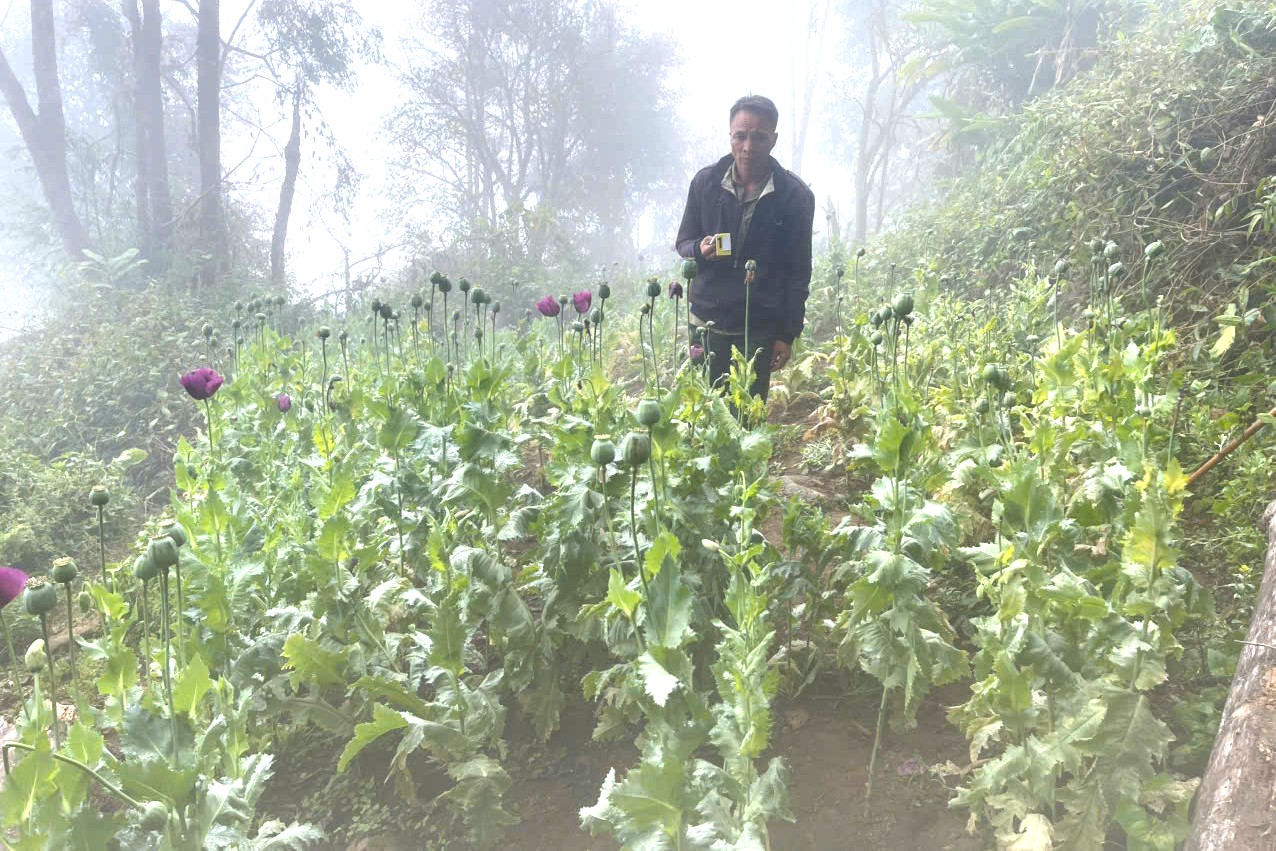 Trồng cây thuốc phiện để “chữa bệnh” cho vật nuôi