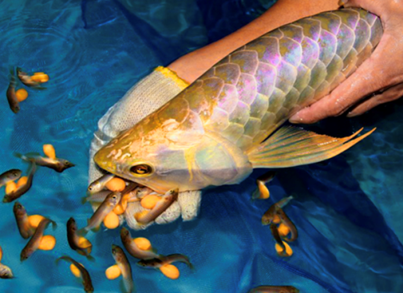 Bộ Y tế yêu cầu điều tra rõ nguyên nhân vụ nghi ngộ độc thực phẩm sau khi ăn trứng cá cảnh