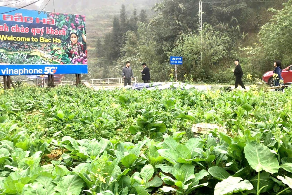 Du khách ‘lạc lối’ trong sắc hoa xuân cao nguyên trắng Bắc Hà