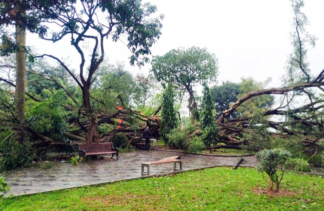 Hai cây si cổ thụ bất ngờ đổ tại vườn hoa Lý Tự Trọng khiến 2 người bị thương