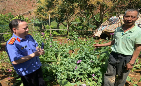 Bắt khẩn cấp đối tượng trồng 842 cây thuốc phiện trái phép