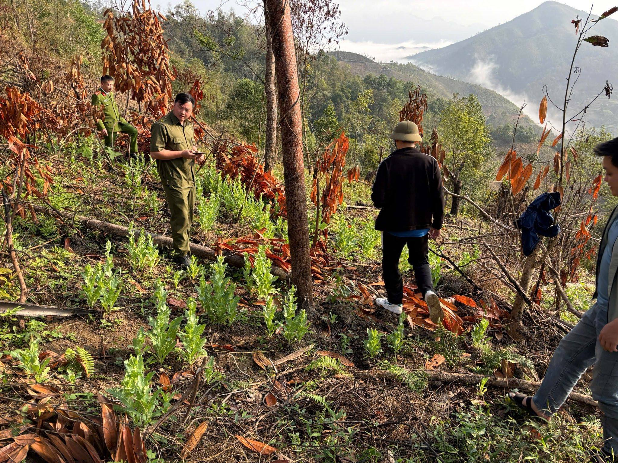 Phát hiện, phá nhổ 557 cây thuốc phiện trồng trái phép