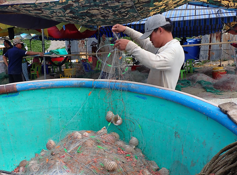 Ngư dân Lâm Đồng trúng đậm ốc mè sau Tết