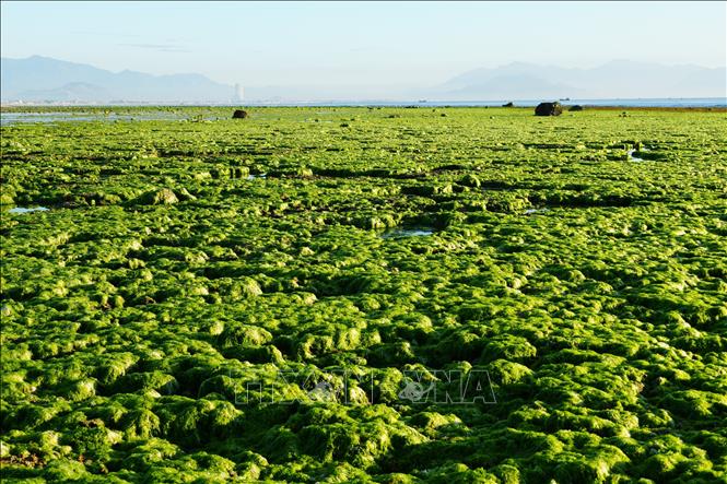 Trải nghiệm vẻ đẹp cánh đồng rong biển ở Khánh Hòa