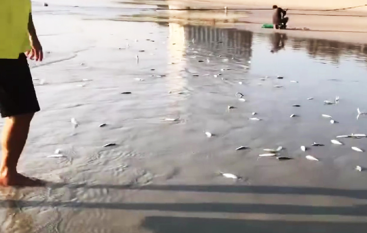 Cảnh tượng đàn cá trích dạt vào bờ biển trải dài cả cây số ở Bãi Dài, Khánh Hòa