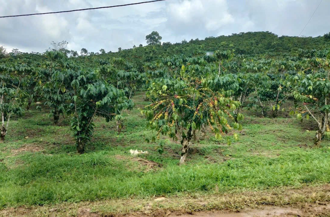 Sử dụng đất không đúng mục đích, Công ty Thiêm Nhân bị yêu cầu chấm dứt dự án, trả lại đất thuê