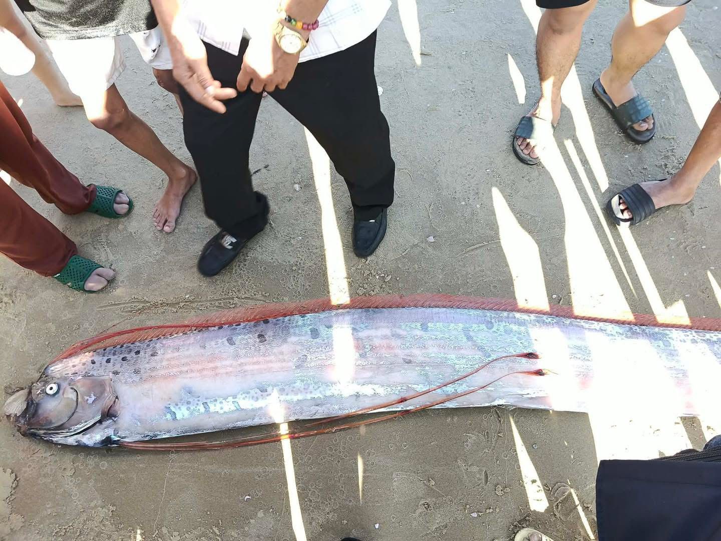 Hình ảnh cá hố rồng hiếm gặp dài gần 4m dạt vào bờ biển Lâm Đồng