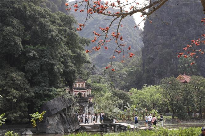 Rực rỡ sắc đỏ hoa gạo trên vùng đất Cố đô Hoa Lư