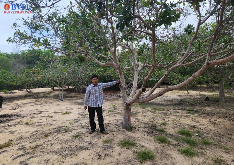 Khởi tố đối tượng Trần Quế Thy do làm và sử dụng tài liệu giả của cơ quan, tổ chức