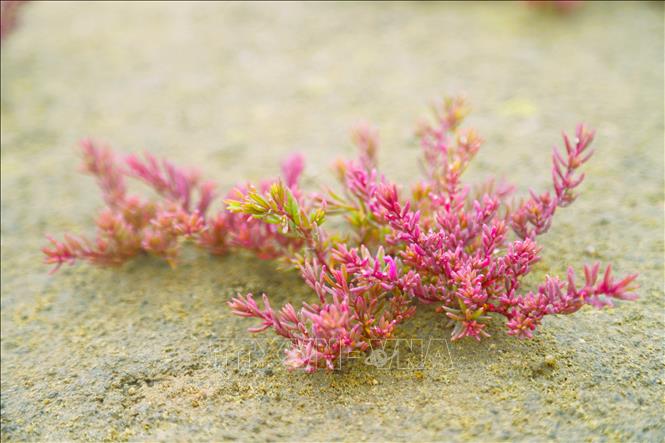 Vẻ đẹp của rau nhót phủ tím trên đồng muối rộng 20 ha thu hút du khách