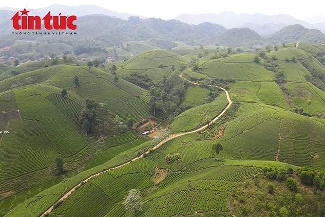 Khám phá đồi chè Long Cốc, Vịnh Hạ Long trên cạn vùng đất Tổ