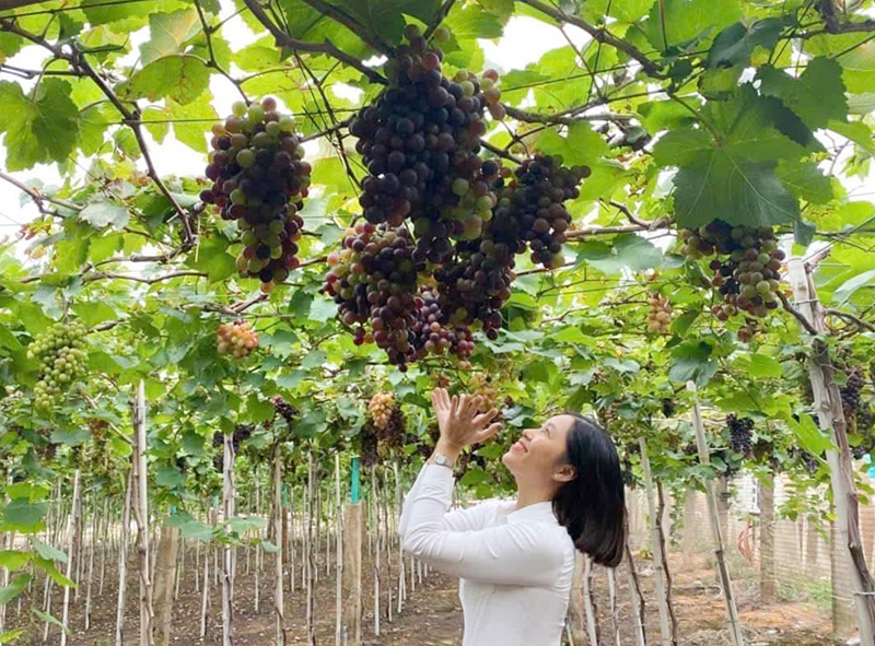 Lâm Đồng chú trọng phát triển kinh tế du lịch nông nghiệp theo hướng bền vững