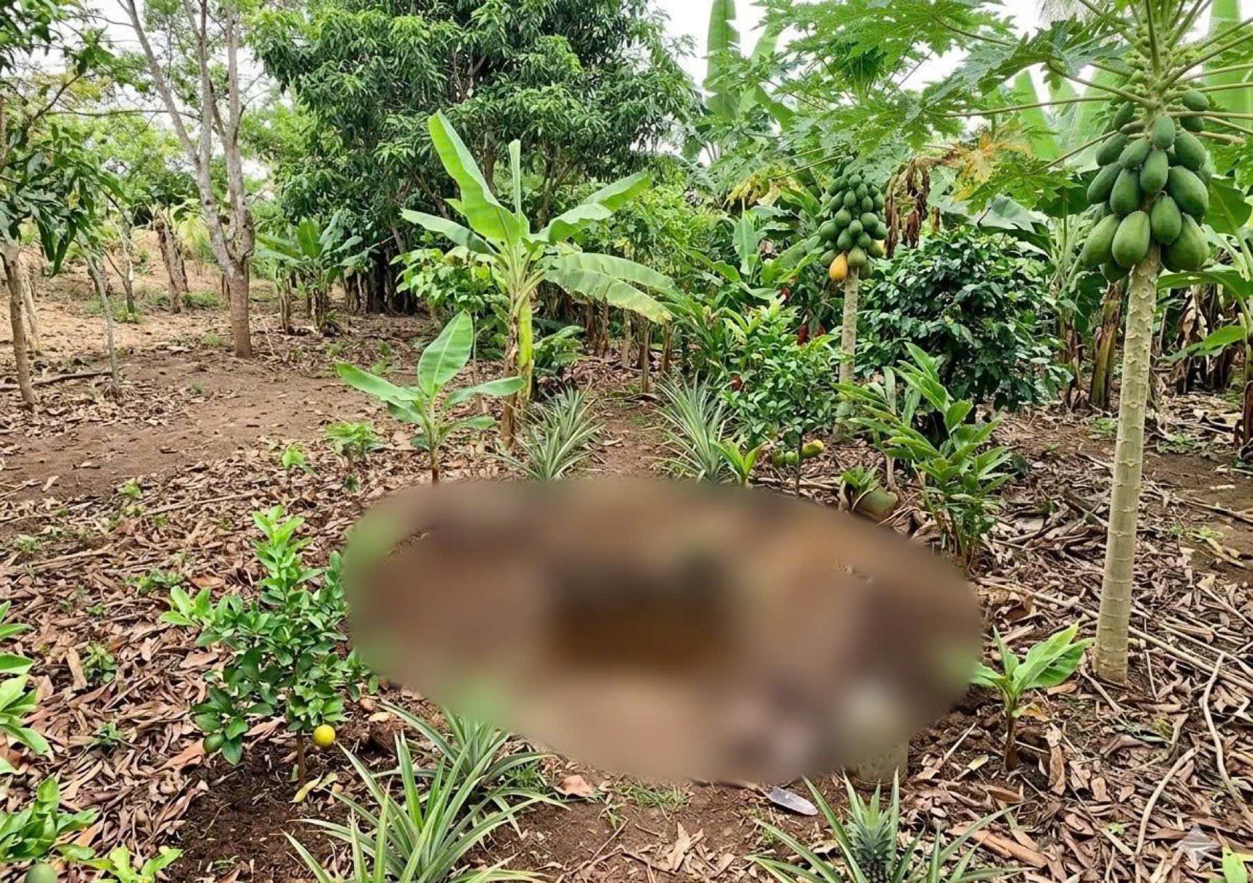 Điều tra vụ bà lão tử vong, thi thể được phát hiện trong vườn nhà