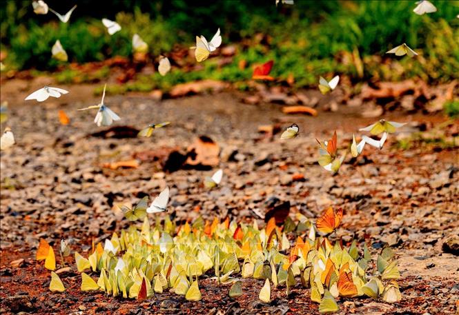 Cúc Phương rộn ràng mùa bướm đến sớm