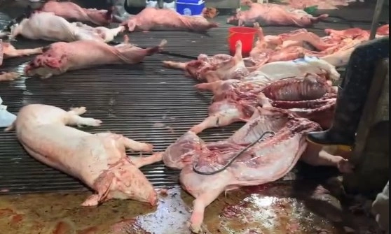 Chủ tịch TP Hà Nội chỉ đạo nóng sau vụ thịt lợn dịch tuồn vào bếp ăn bán trú