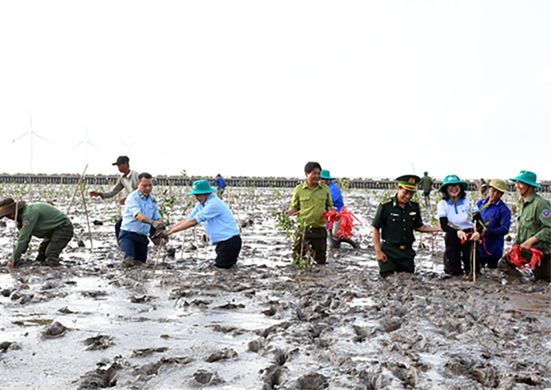 Cần Thơ phát động trồng rừng ngập mặn khắc phục hậu quả thiên tai