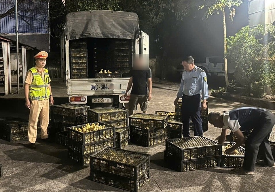 Phát hiện hơn 13 500 con gia cầm giống không rõ nguồn gốc trên xe tải