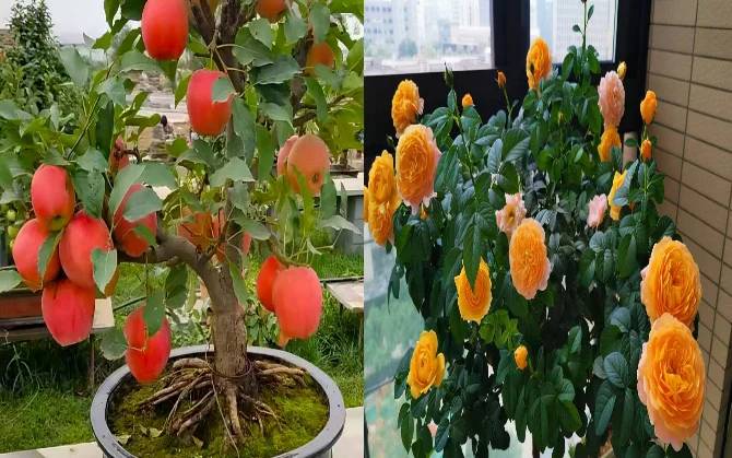 Truy tìm bị hại trong vụ án Lừa đảo chiếm đoạt tài sản thông qua hình thức mua bán cây cảnh giá rẻ