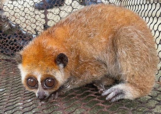 Tiếp nhận 2 cá thể Cu li nhỏ trong danh mục động vật hoang dã nguy cấp, quý hiếm