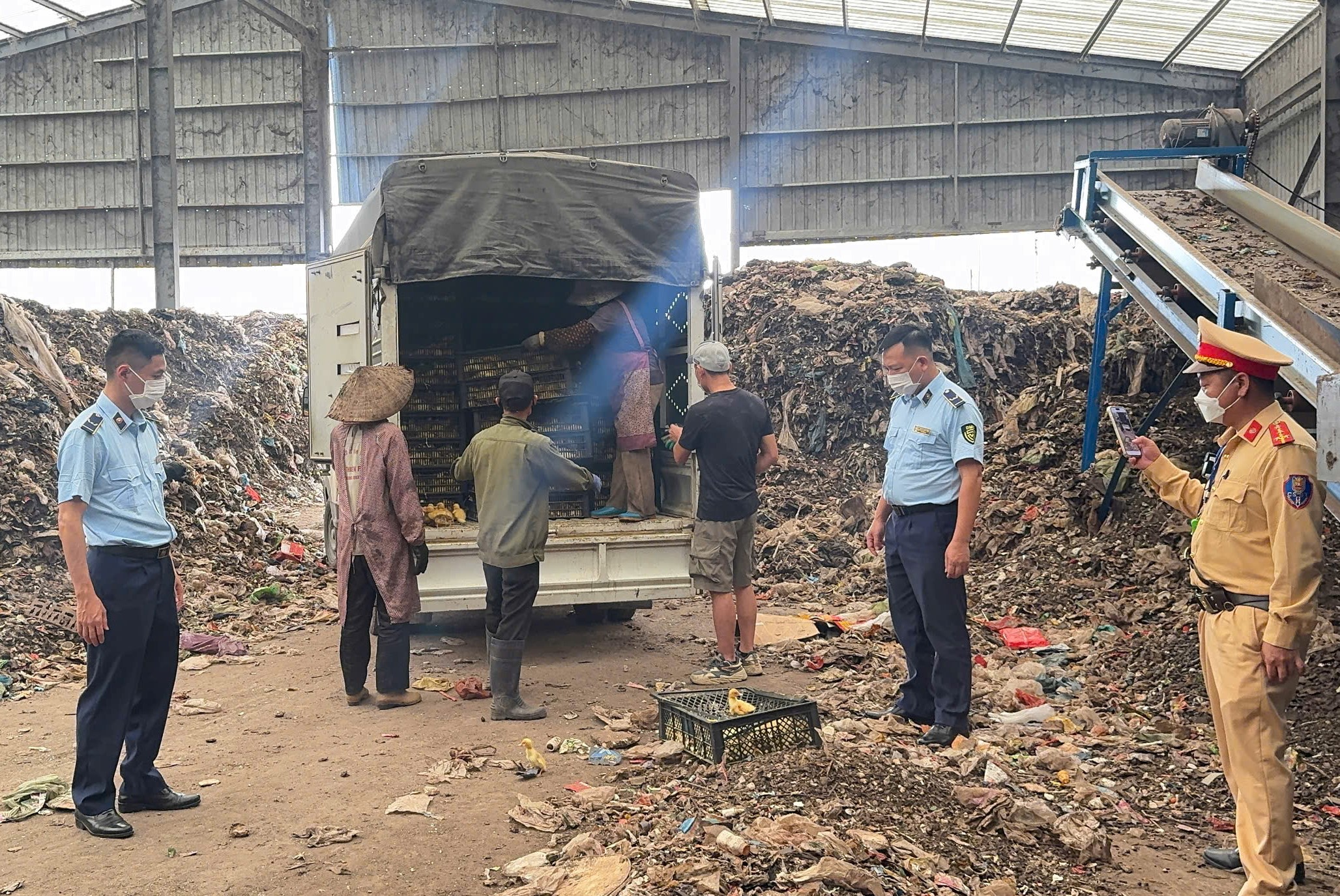 Tiêu hủy gần 3 tấn lòng lợn sấy khô, hơn 13 500 con gia cầm giống không rõ nguồn gốc