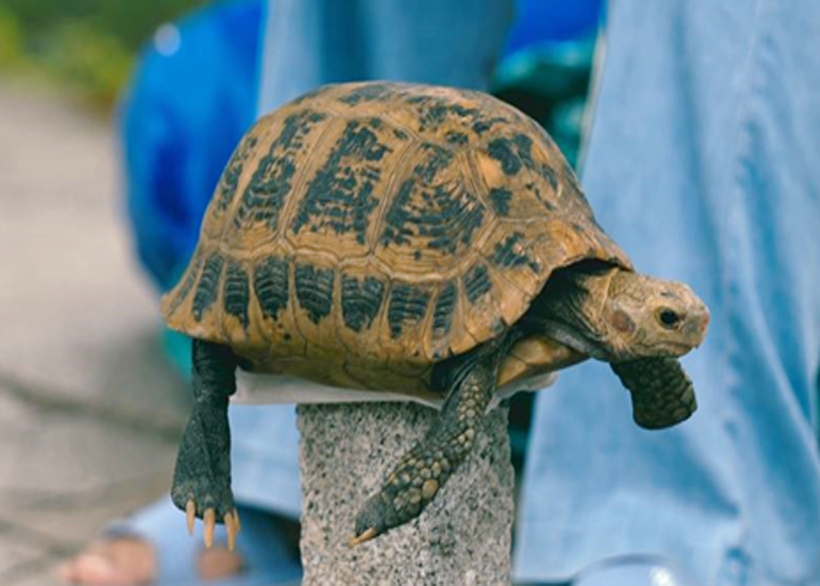 Chiến dịch nhằm chấm dứt tình trạng buôn bán rùa trái phép