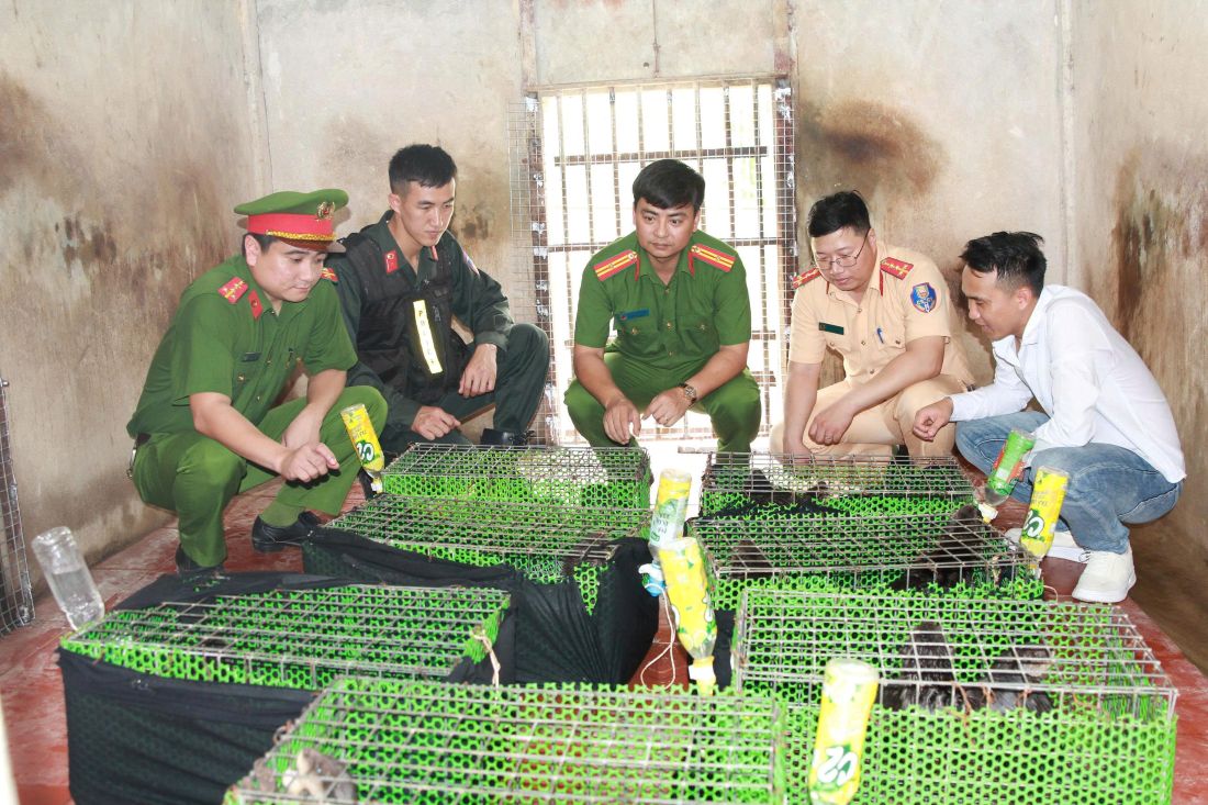 Triệt xóa đường dây mua bán động vật nguy cấp, quý hiếm số lượng lớn