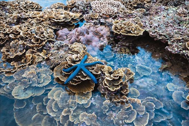 Giải pháp phát triển du lịch hài hòa gắn với bảo tồn hệ sinh thái Hòn Yến