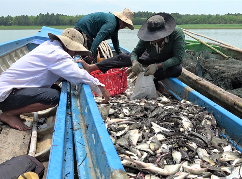 Cá lau kiếng bùng phát ở hồ Dầu Tiếng, ngư dân gặp khó vì nguồn lợi thủy sản suy giảm