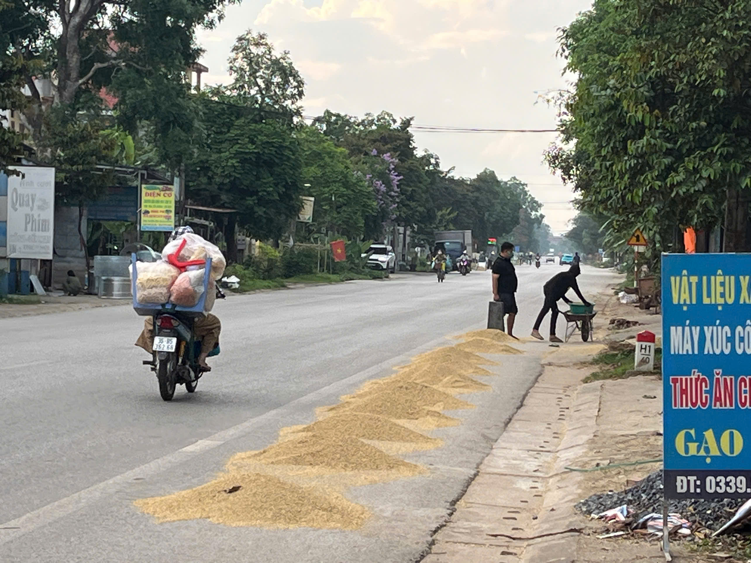 Những “bẫy lúa” trên đường mùa gặt