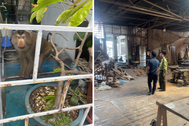Bắt cá thể khỉ đi lạc vào khu dân cư ở Hải Phòng