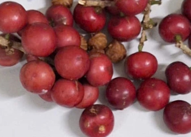 Điều tra, xử lý vụ nghi ngộ độc thực phẩm sau khi ăn quả lạ tại xã Tủa Sín Chải, tỉnh Lai Châu
