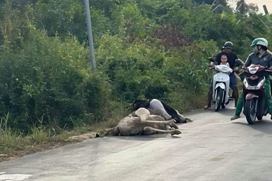 Nhiều đà điểu chết bất thường ven Quốc lộ 62 ở Tây Ninh