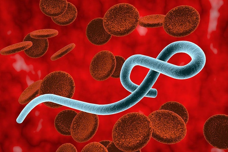 Bộ Y tế khuyến cáo người dân chủ động phòng bệnh Ebola