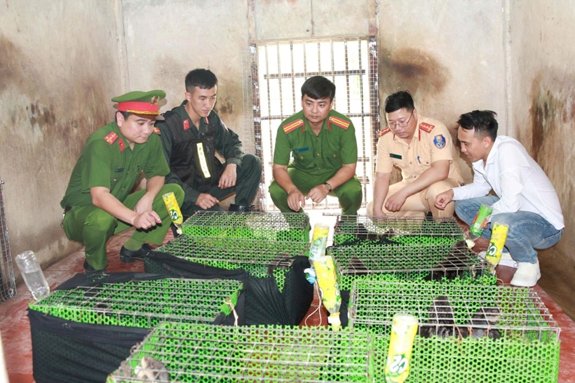 Lâm Đồng quyết liệt xử lý các hành vi săn, bắt, mua bán trái phép động vật hoang dã