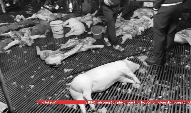 Số 22 2026 chương trình Hồ sơ công tố - Kiểm sát Chặn đứng đường dây “Gom lợn bệnh”