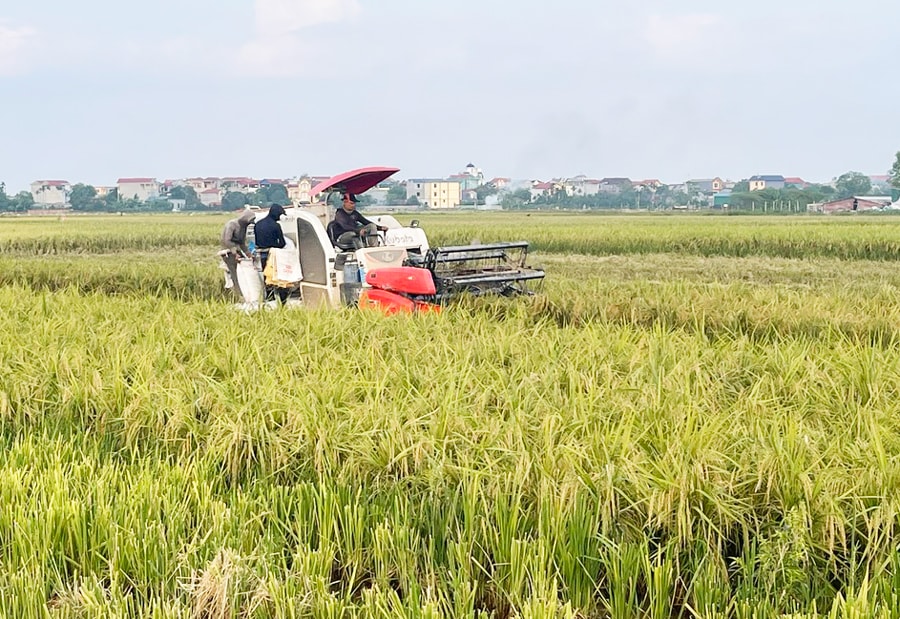 Hà Nội đẩy nhanh thu hoạch lúa Xuân, sẵn sàng cho vụ Mùa