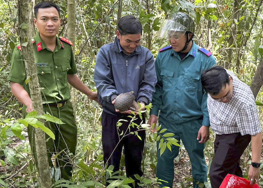 Tiếp nhận, thả cá thể tê tê quý hiếm đi lạc trở lại rừng