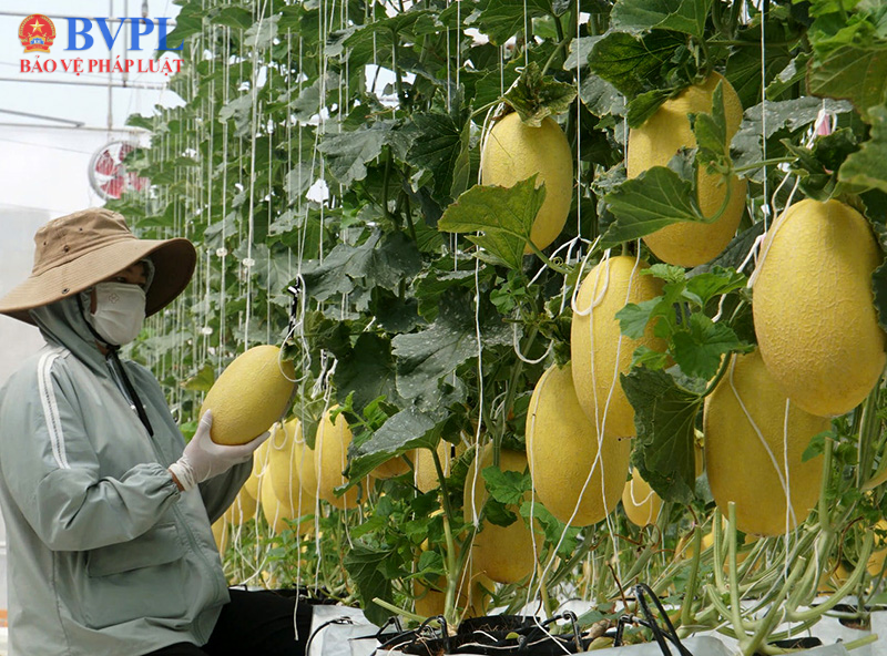 Nông dân Lâm Đồng chủ động thích ứng xu hướng nông nghiệp xanh
