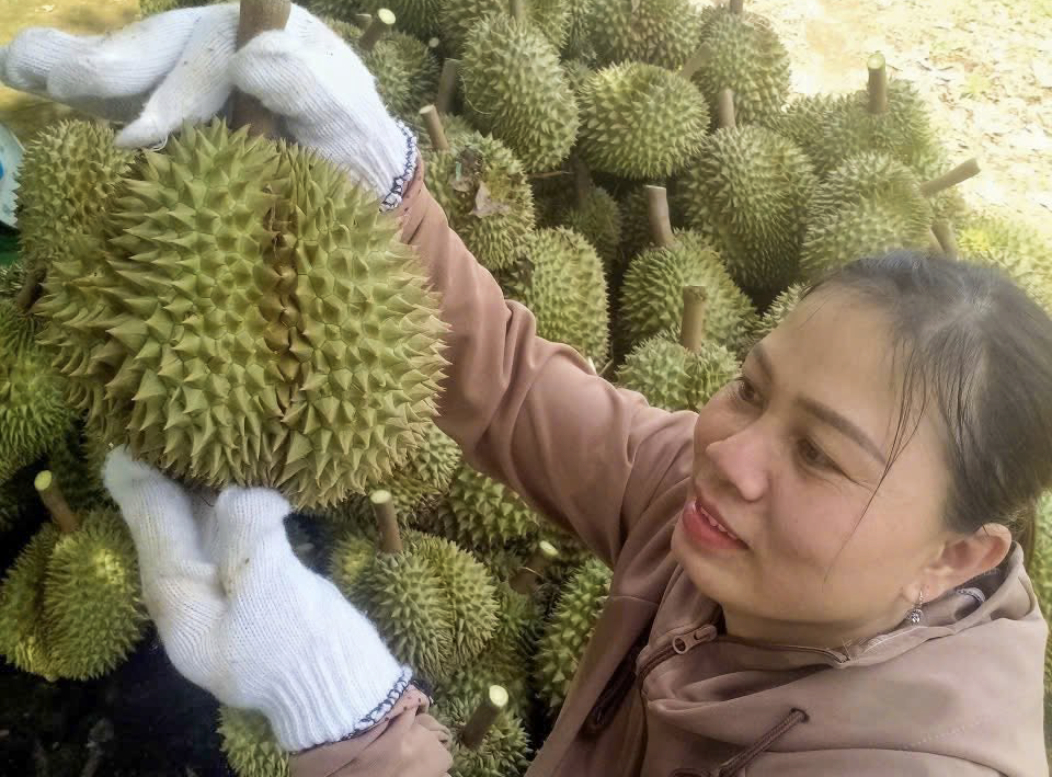 Lâm Đồng yêu cầu ngăn chặn việc gian lận nguồn gốc xuất xứ sản phẩm sầu riêng