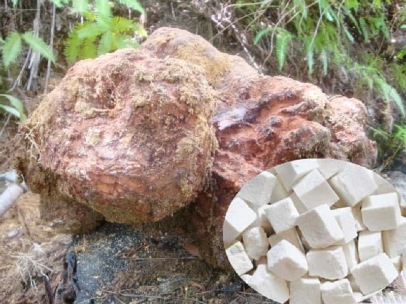 Công ty TNHH Đông Dược Trường Giang mua bán lô dược liệu Bạch linh không bảo đảm tiêu chuẩn