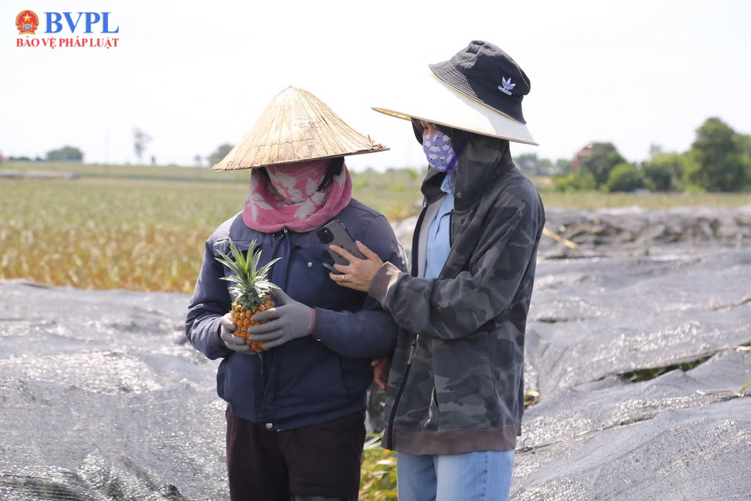 Dứa chín vàng đồi, nỗi lo chín đỏ