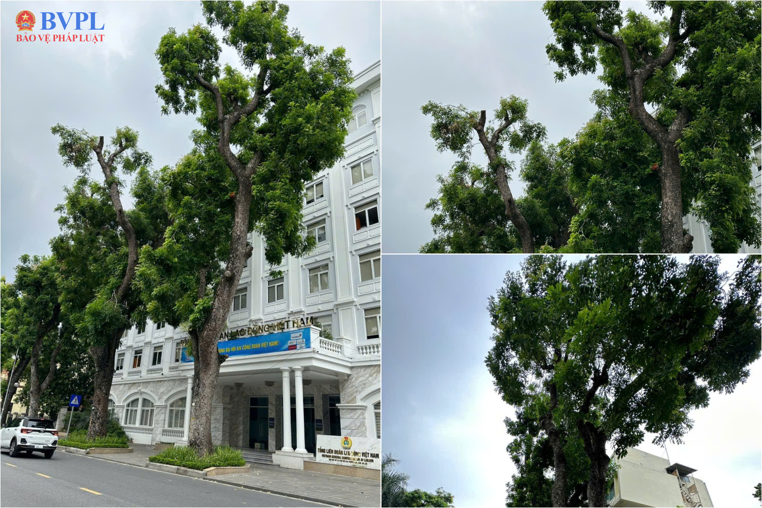 Cắt tỉa cây xanh trước mùa mưa bão Bài toán giữa an toàn và bóng mát đô thị