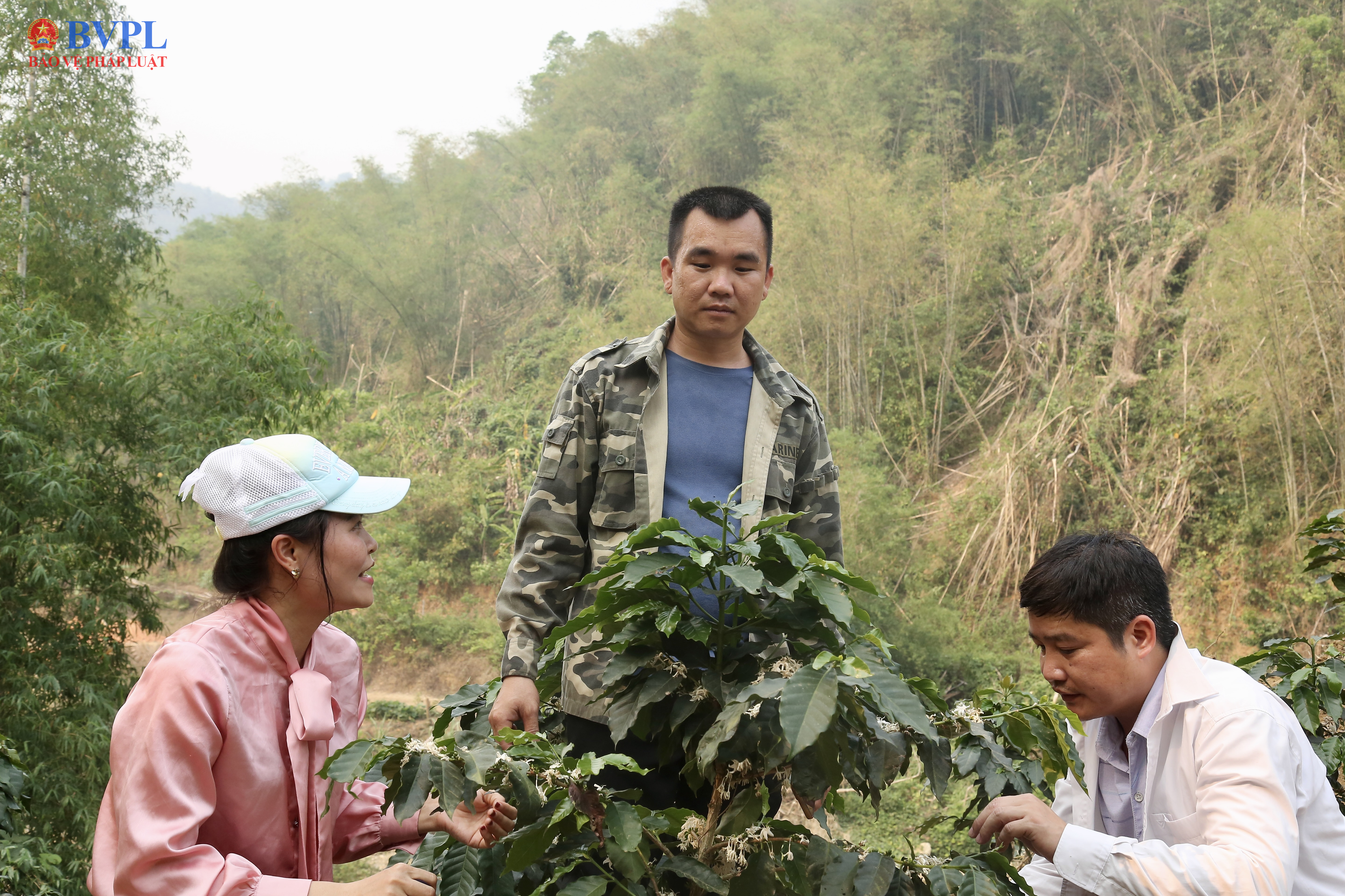 Khi cà phê nở hoa trên đất luồng Thiên Phủ Làn gió mới nơi miền sơn cước