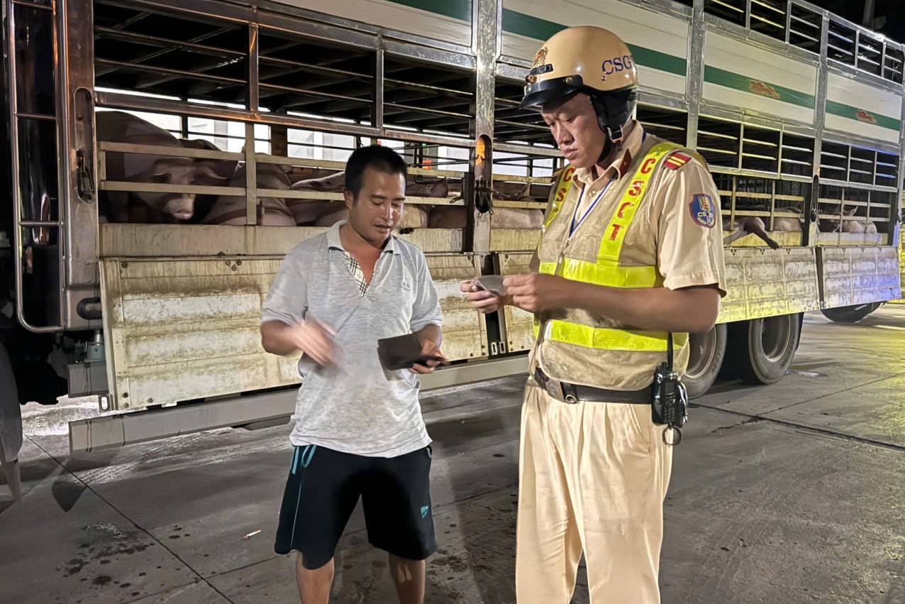 Phát hiện hơn 200 con heo dương tính chất cấm dù có Giấy kiểm dịch