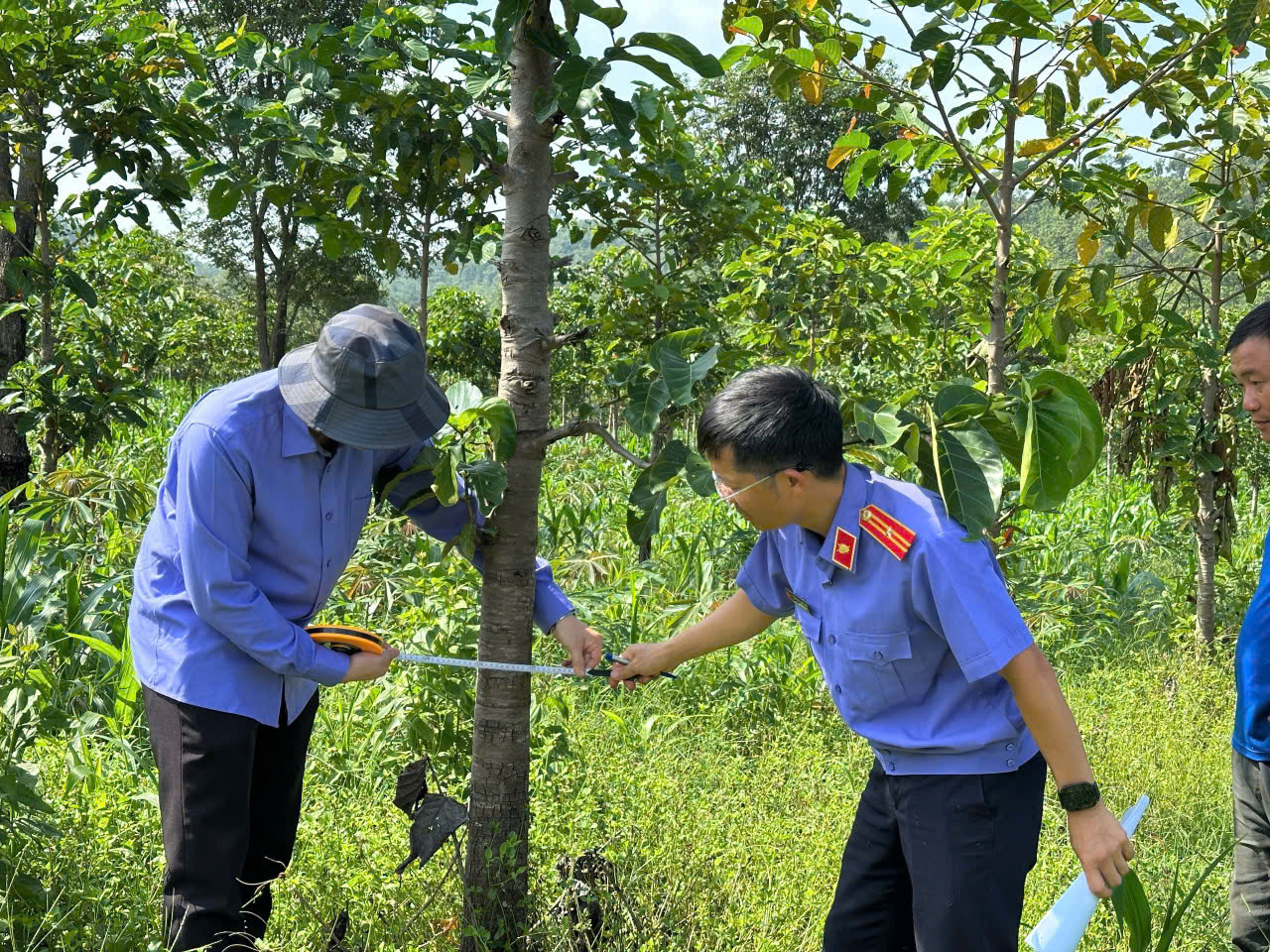 Viện kiểm sát vào cuộc, người vi phạm tự nguyện giao lại 3,811ha đất lâm nghiệp lấn chiếm
