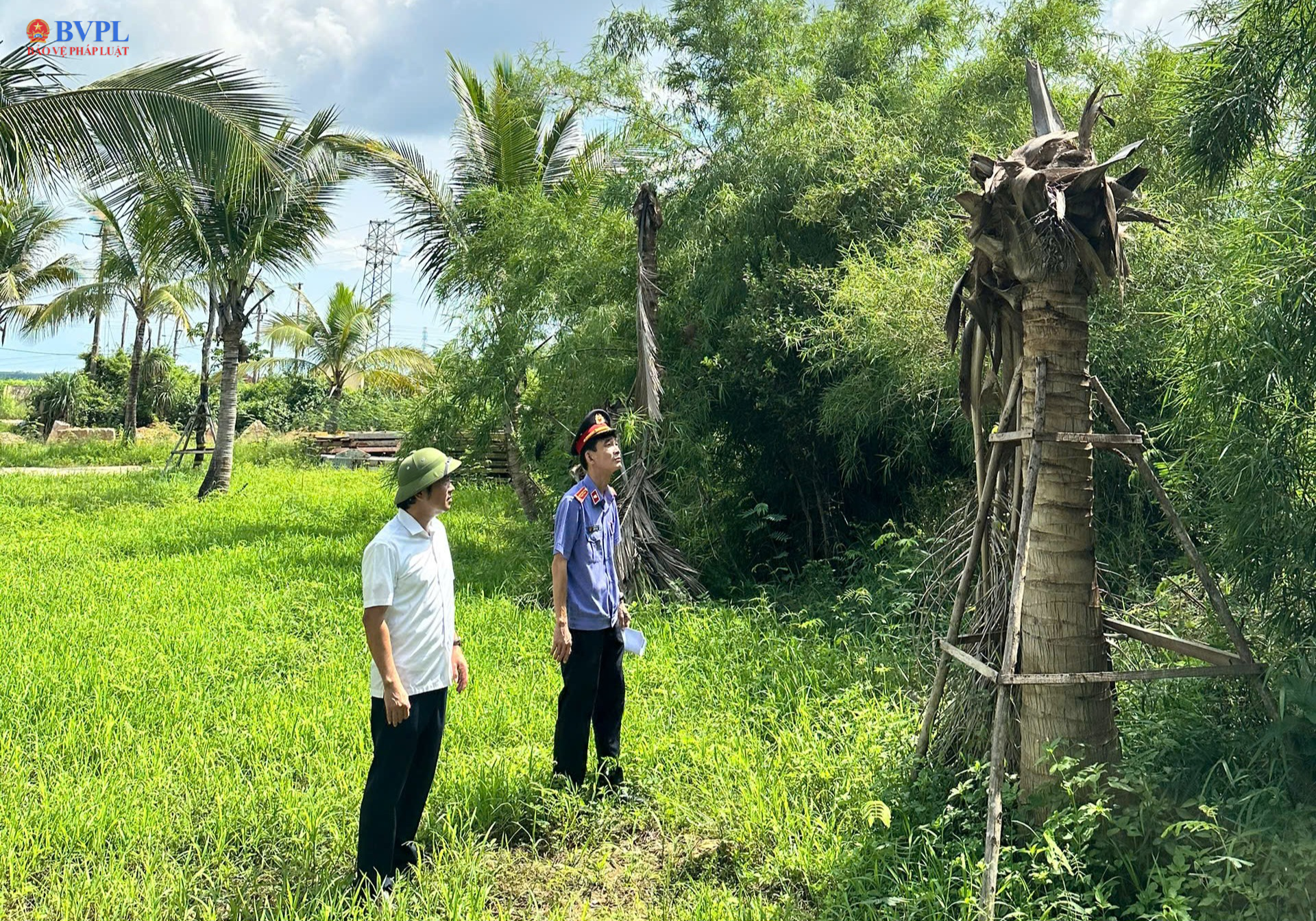 Cây xanh tại dự án 80 tỷ chết hàng loạt, Viện kiểm sát kiến nghị làm rõ trách nhiệm của tổ chức, cá nhân liên quan