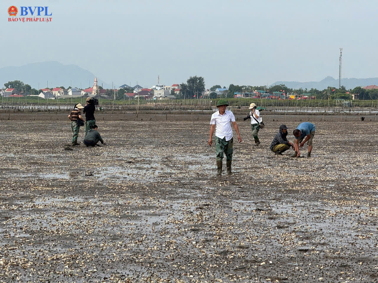 Ngao chết trắng bãi, người dân trắng tay