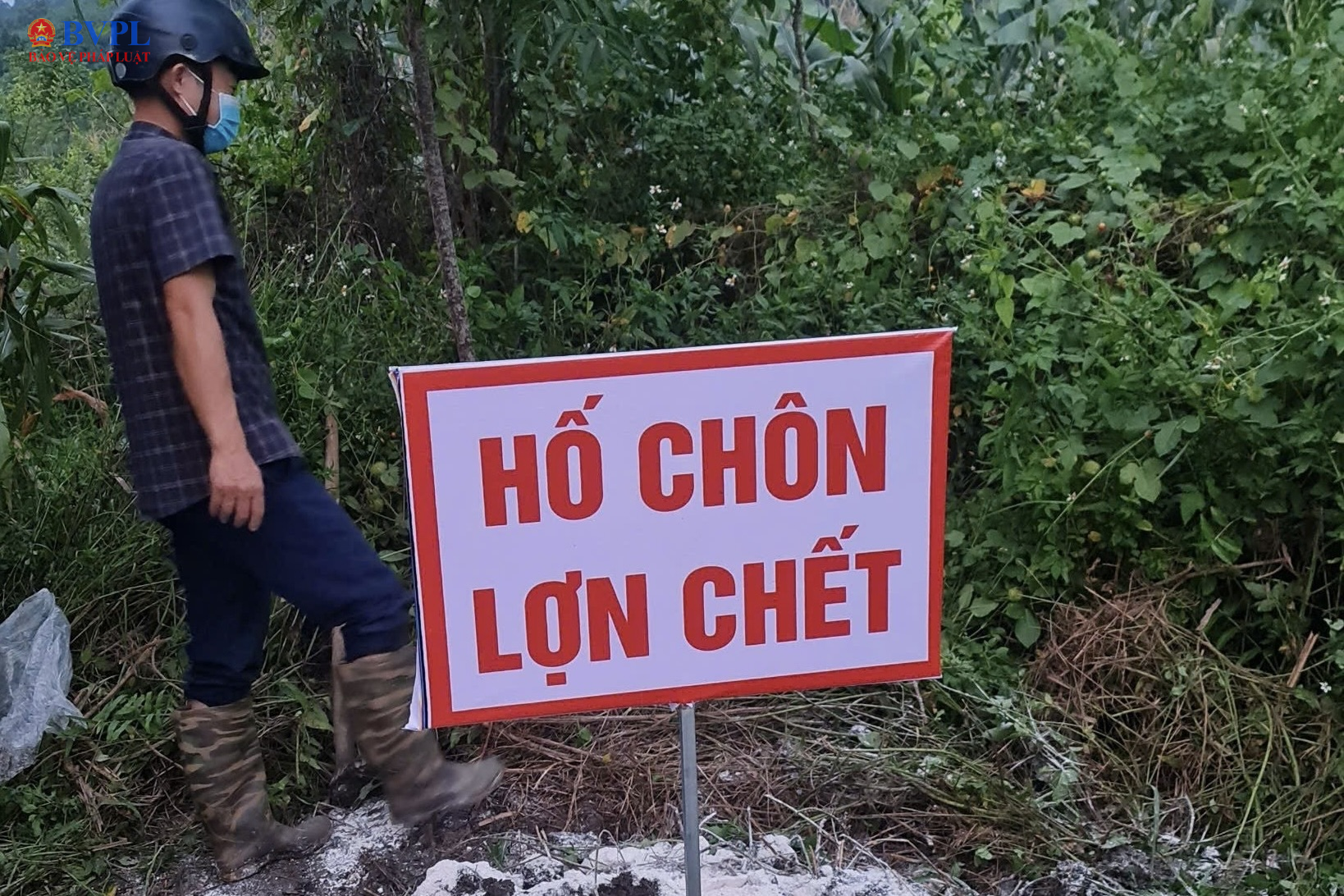 Kiến nghị phòng ngừa tội phạm trong phòng, chống dịch tả lợn châu Phi
