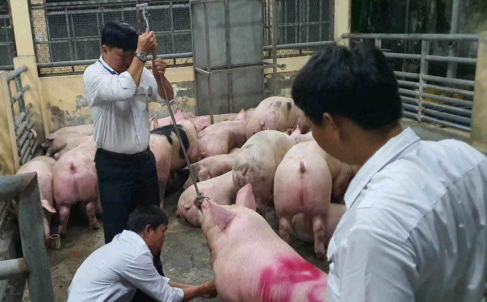 Triệt phá đường dây sử dụng chất cấm nuôi heo, đặc biệt lớn