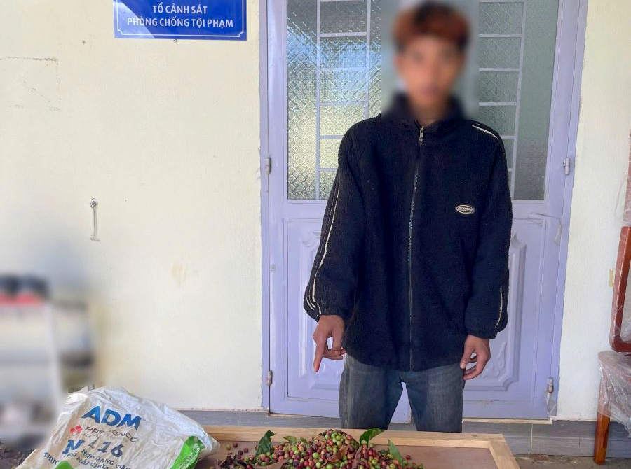 Tăng cường phòng, chống trộm cắp mùa thu hoạch cà phê